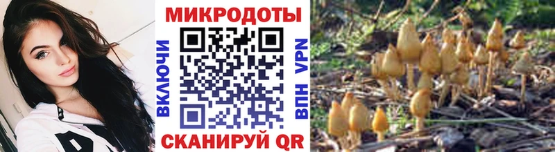 Псилоцибиновые грибы Psilocybine cubensis  Адыгейск 
